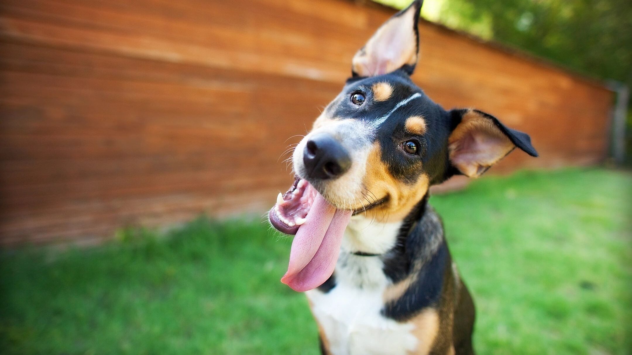 curious dog